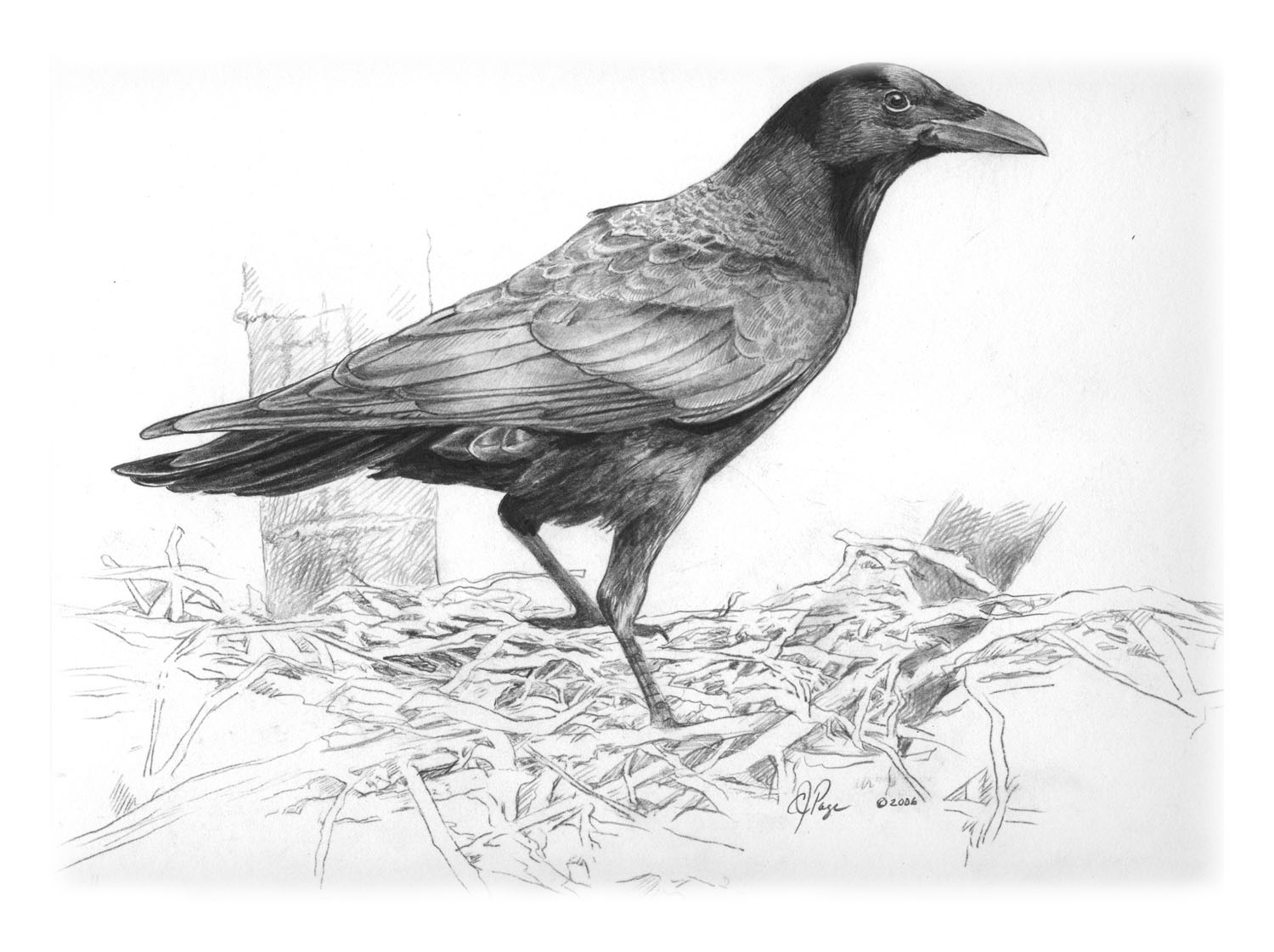 American Crow