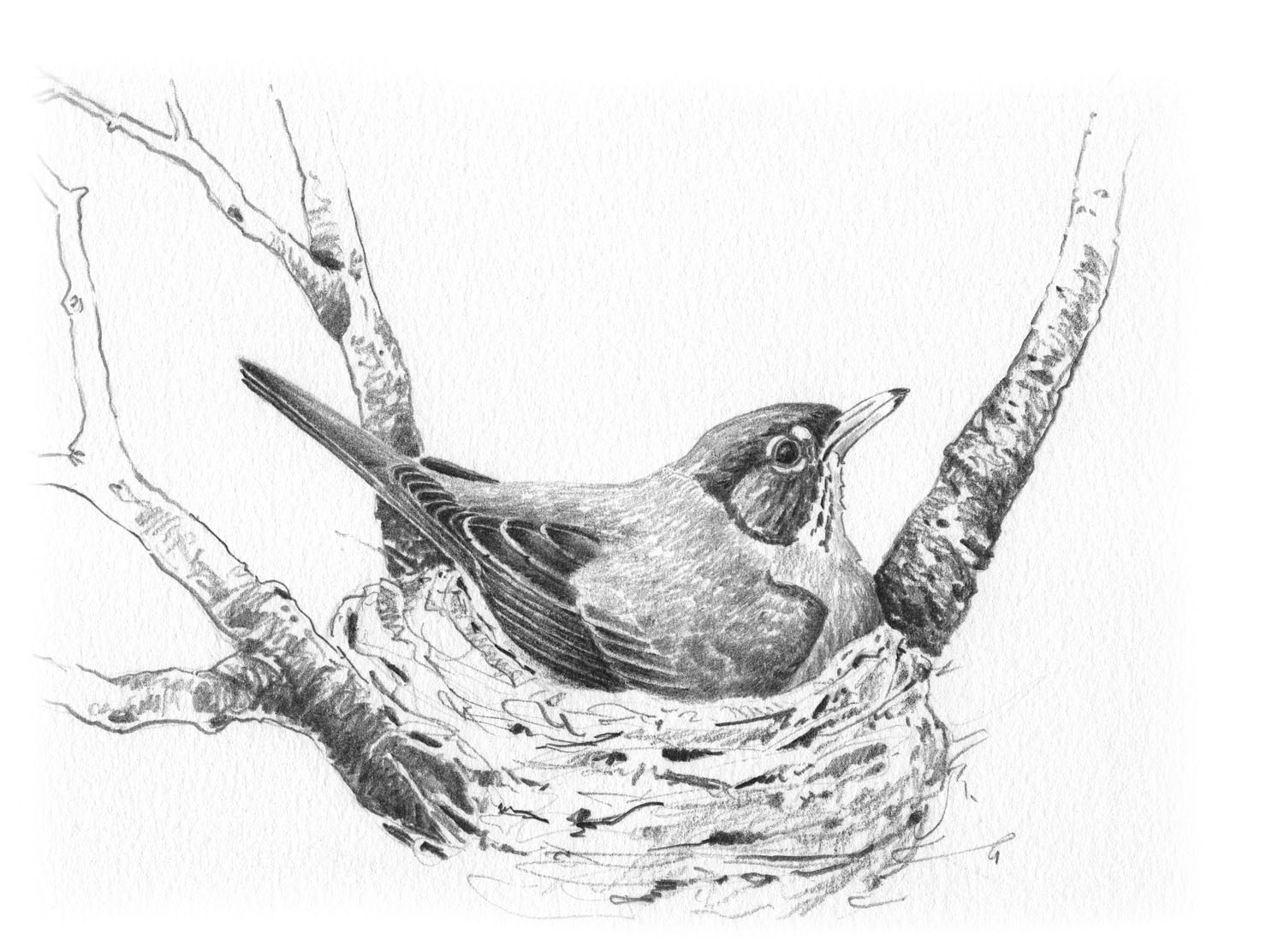 american robin