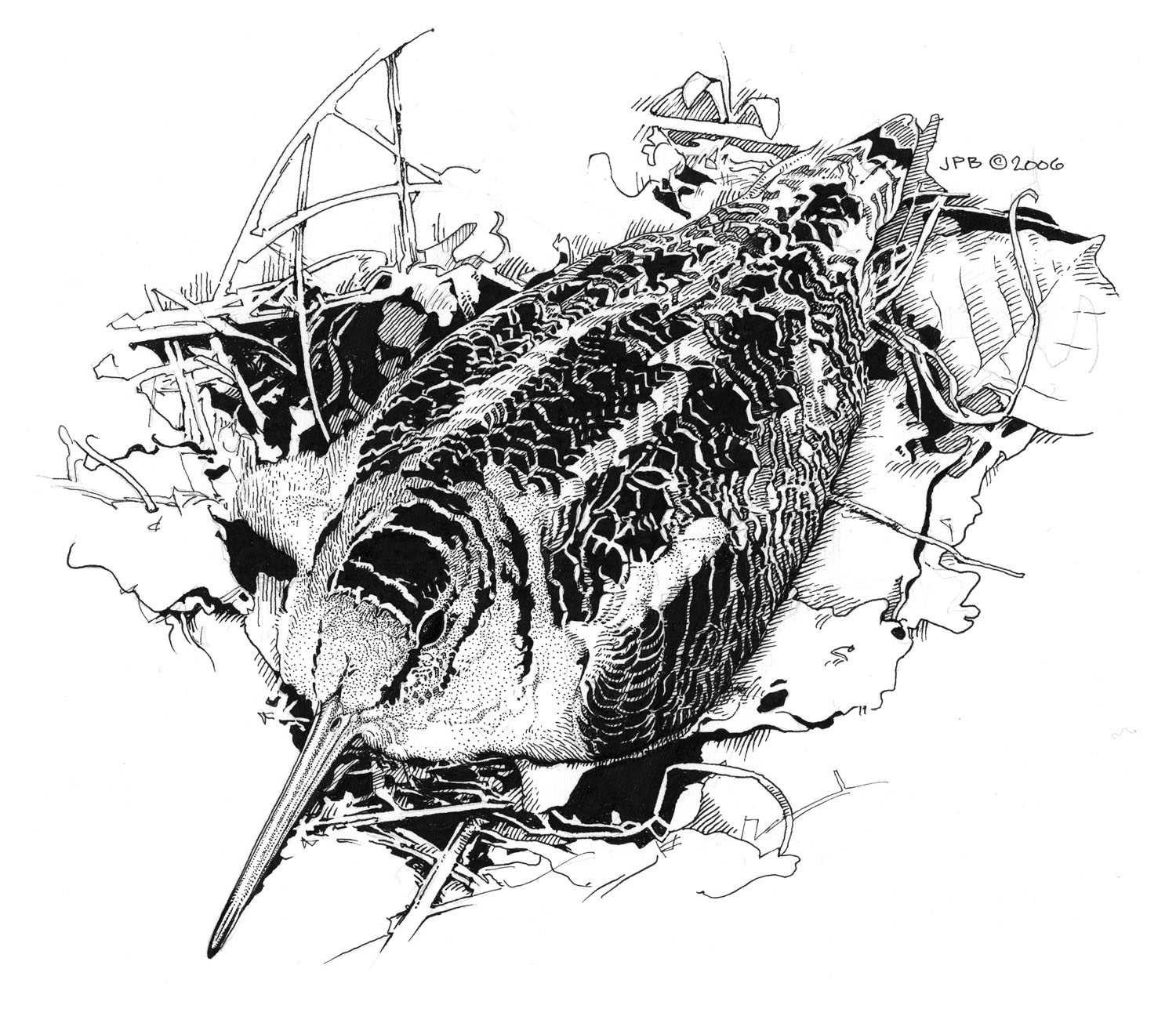 American Woodcock