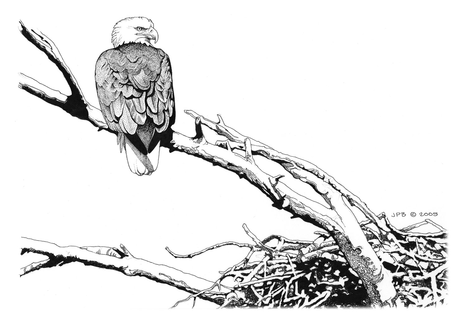 Bald Eagle