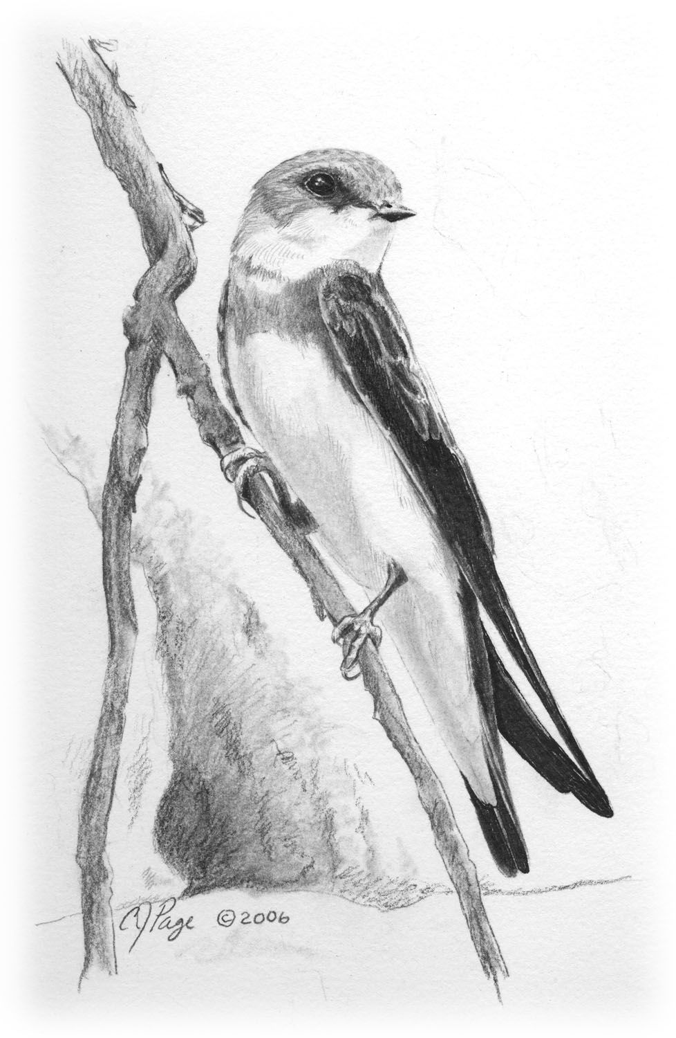 Bank Swallow