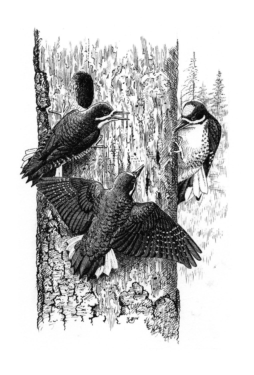 black-backed woodpecker