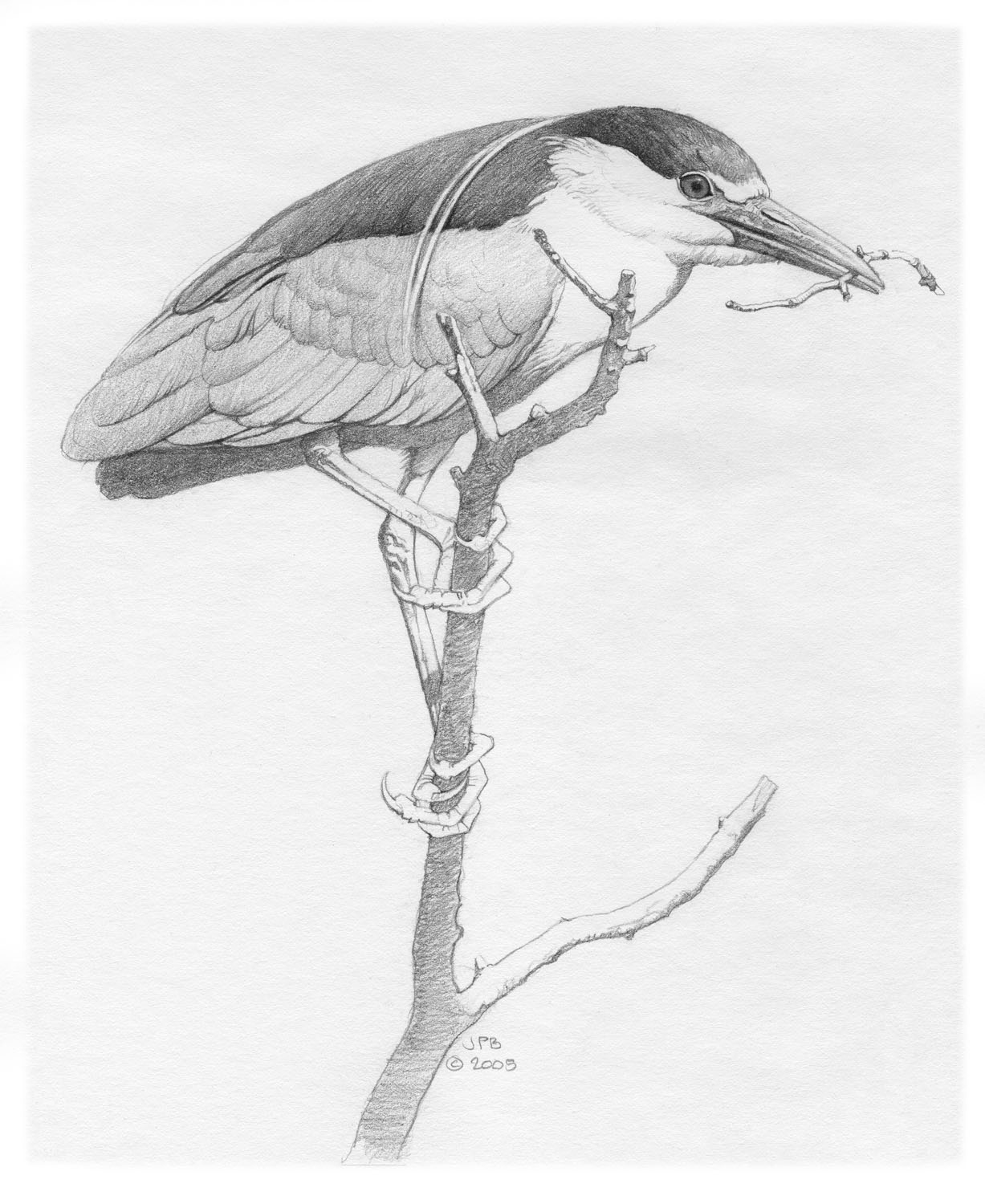 Black-crowned Night-heron