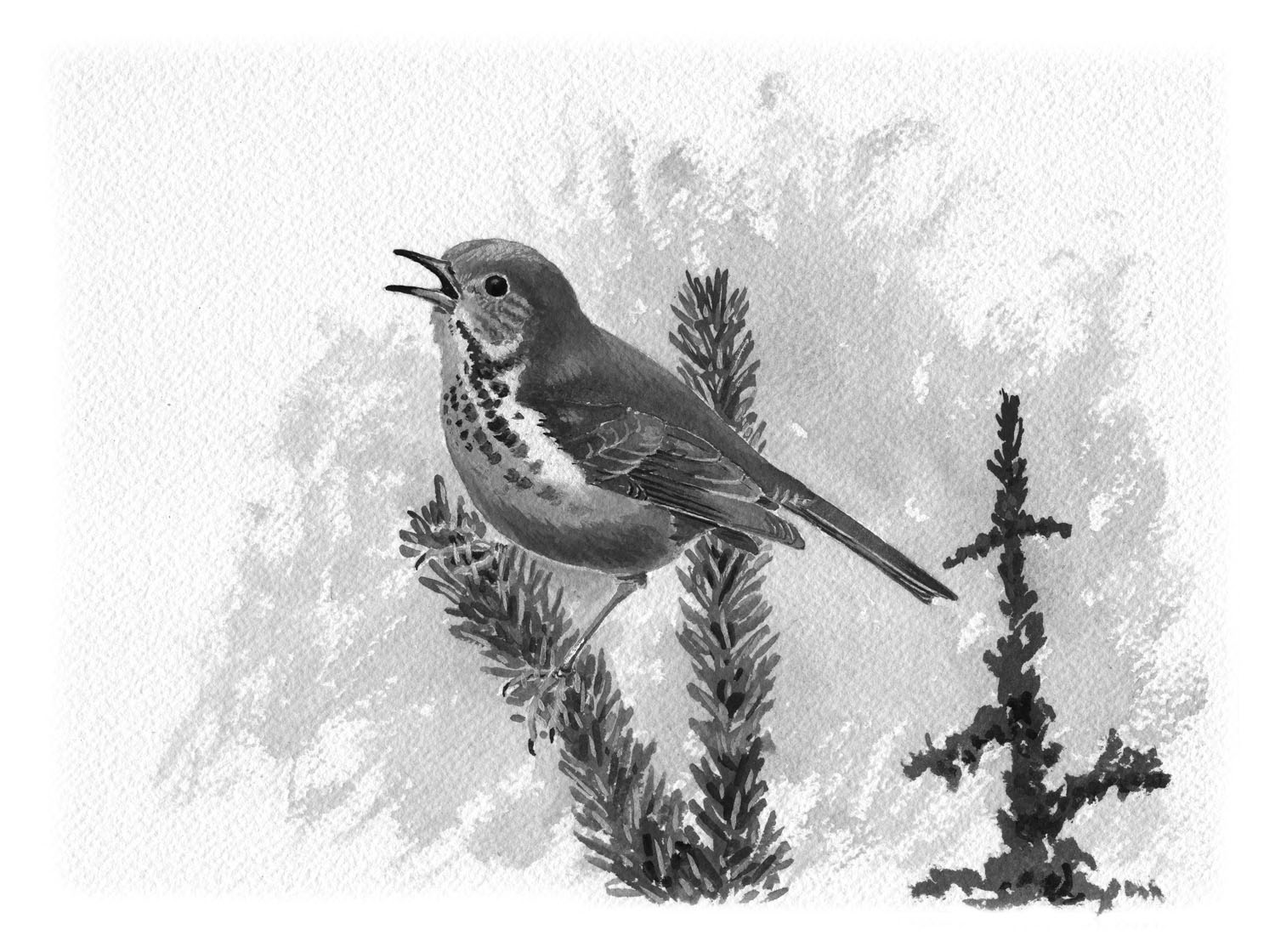 bicknells thrush