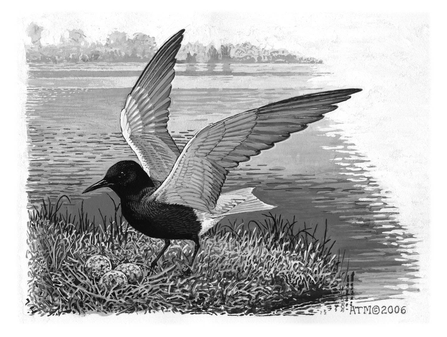 Black Tern