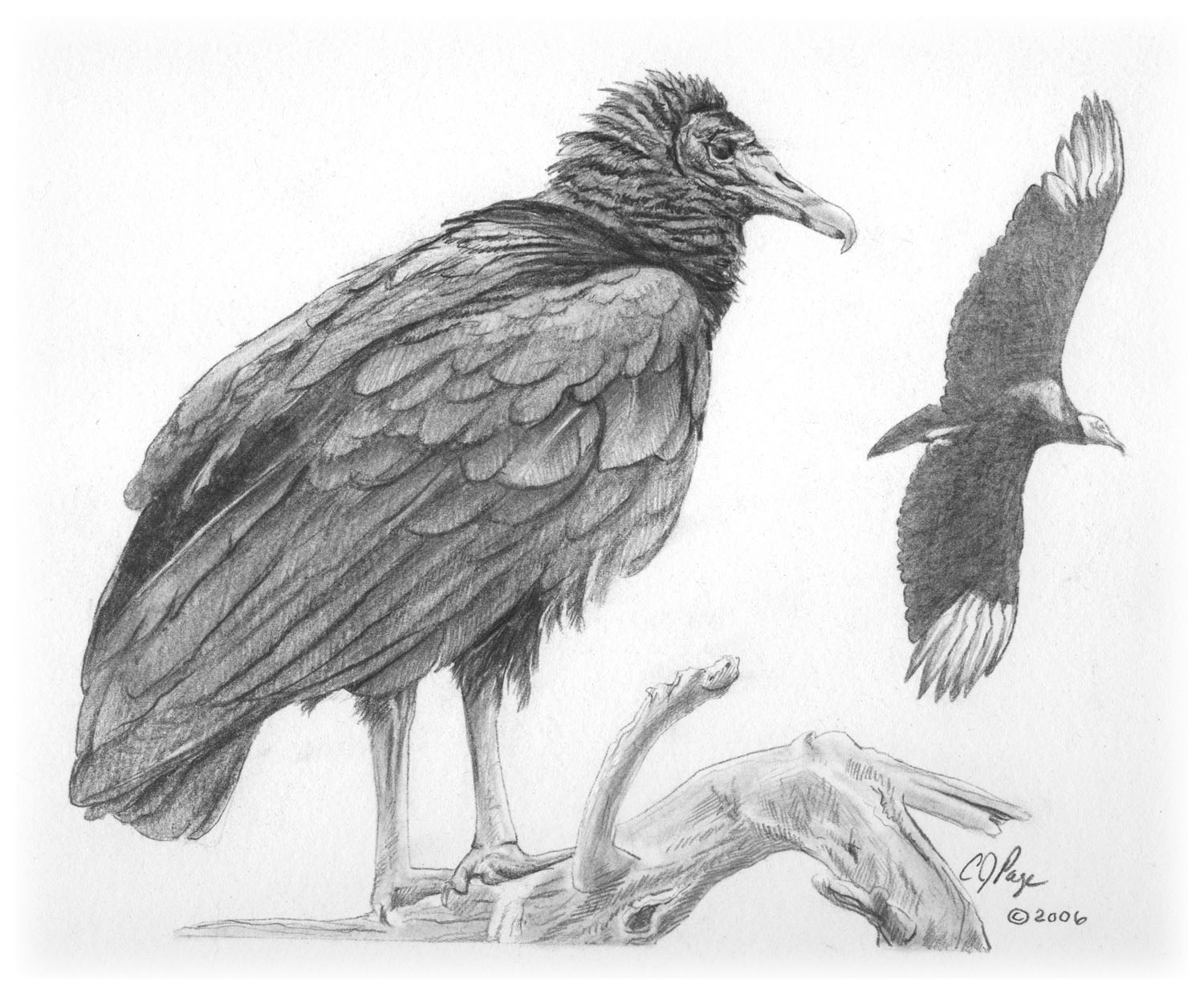 Black Vulture