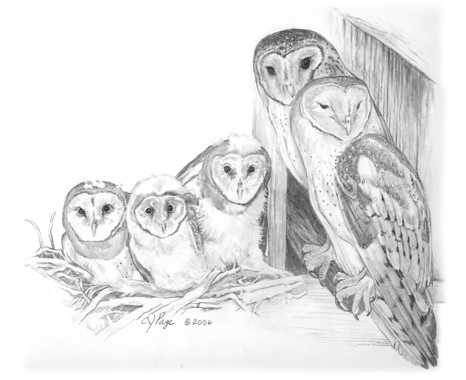 Barn Owl