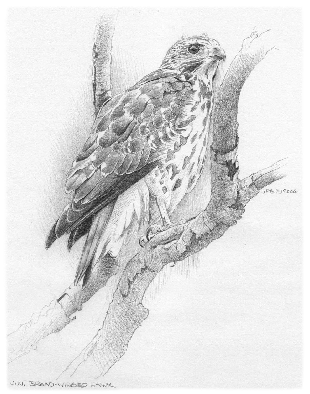 Broad-winged Hawk