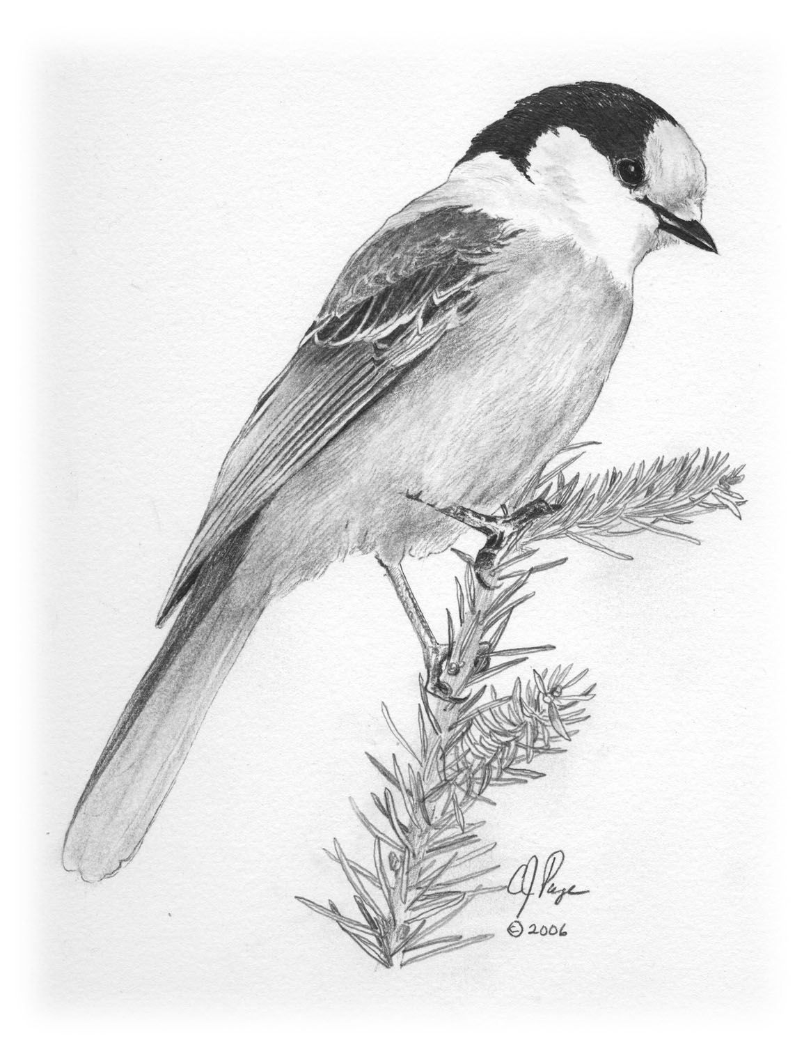 Canada Jay