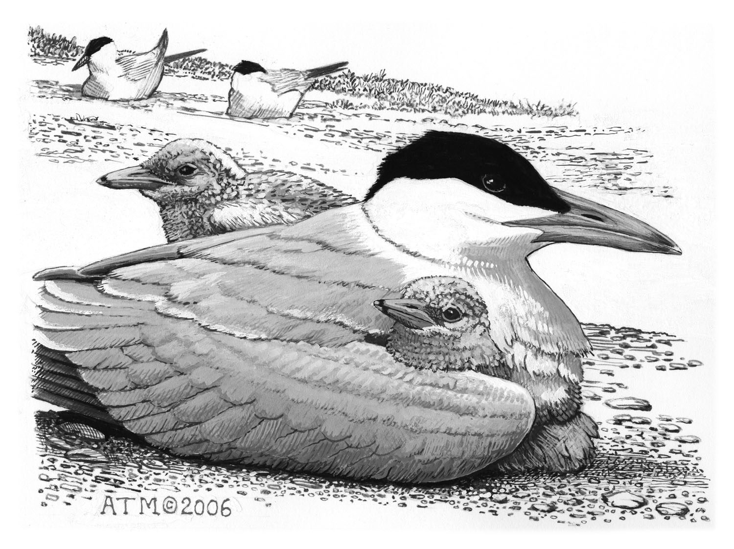 Caspian Tern