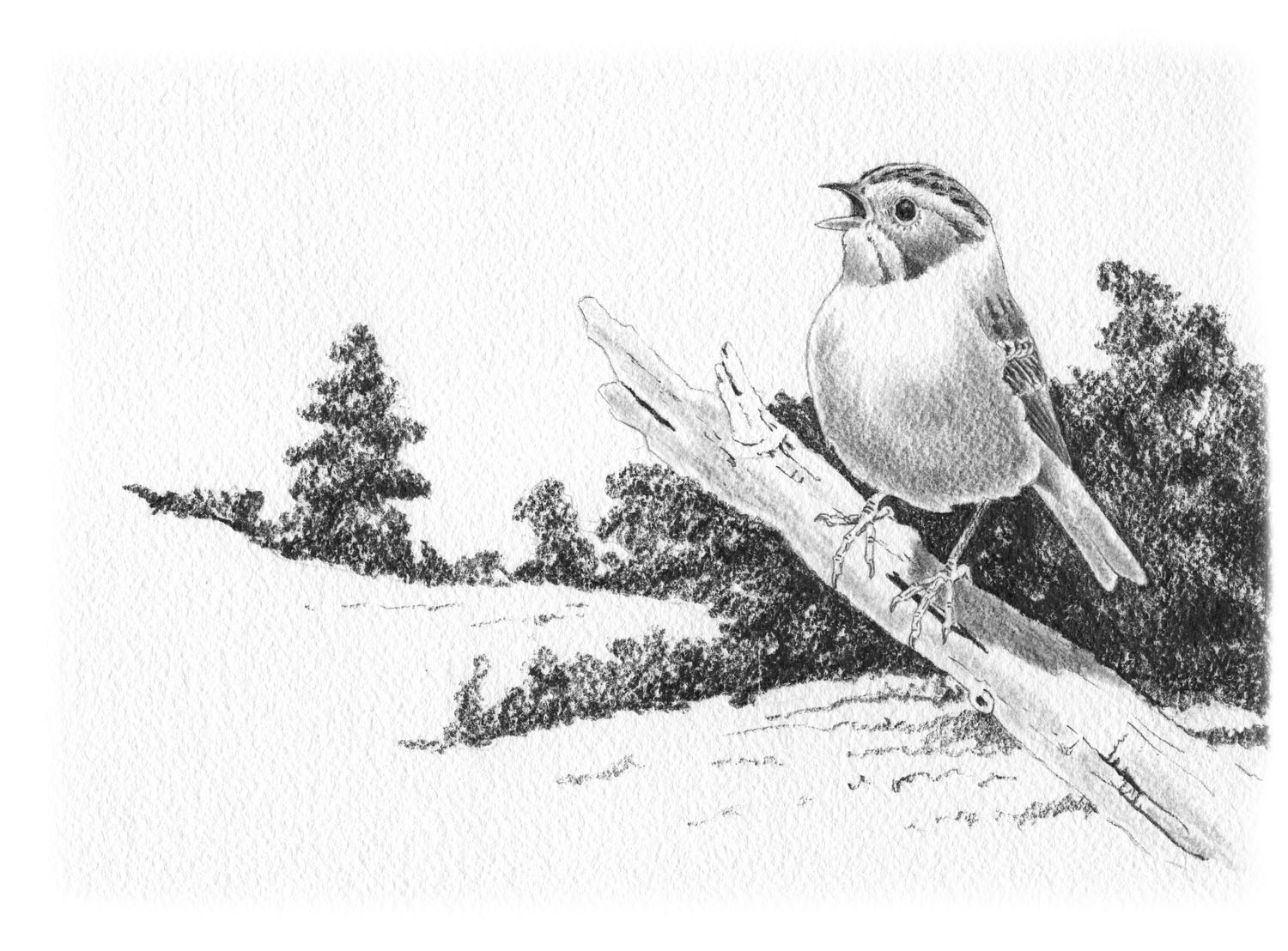 Clay-colored Sparrow