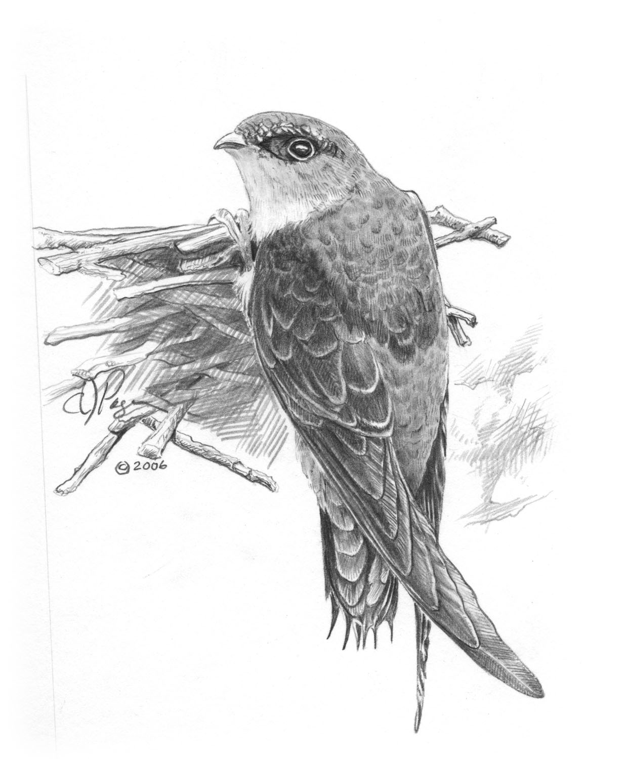 Chimney Swift