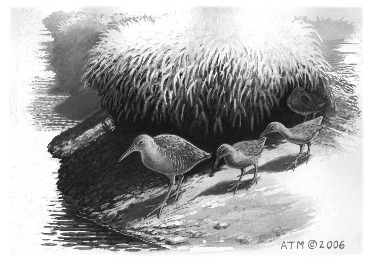 Clapper Rail
