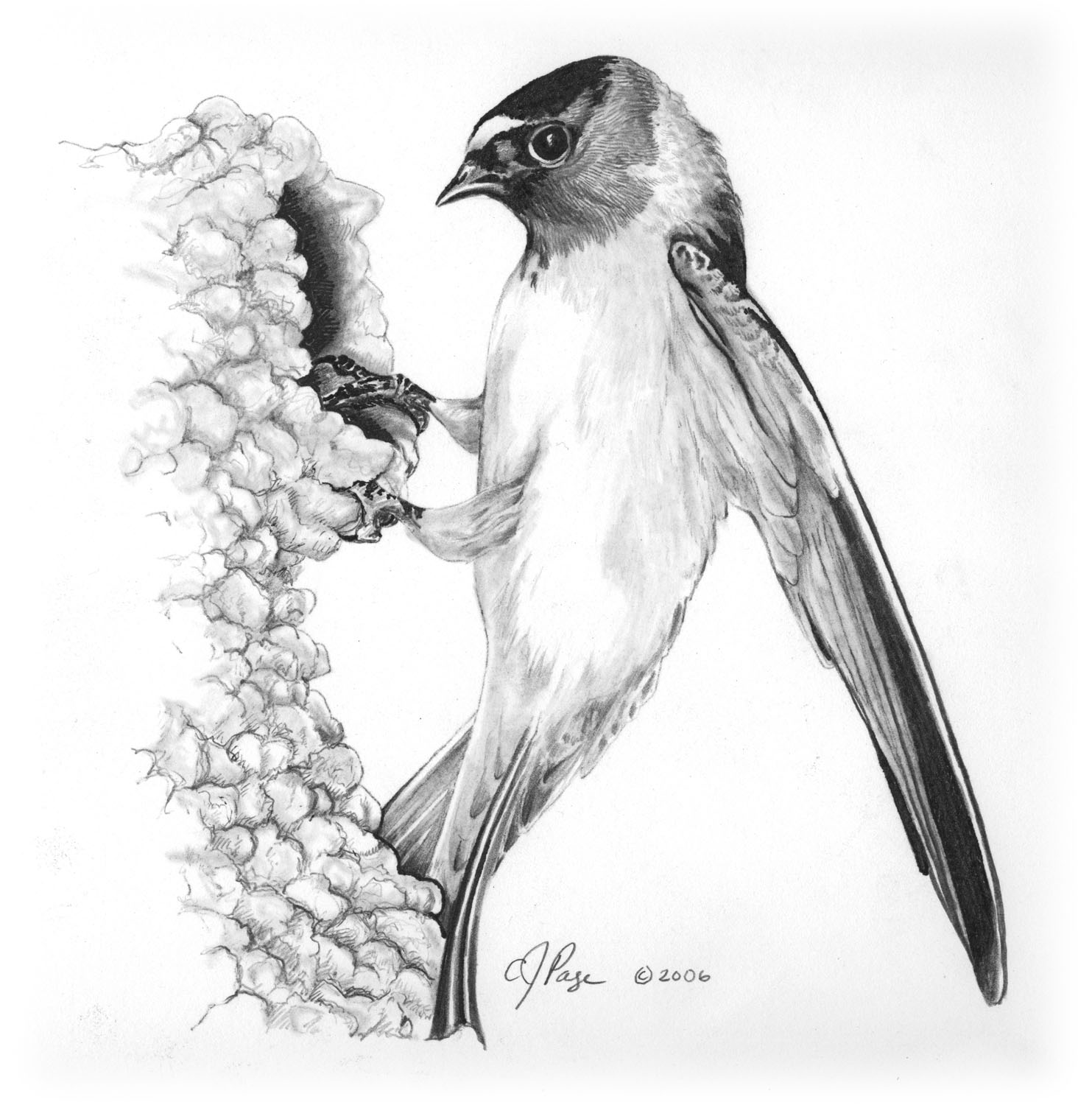 Cliff Swallow