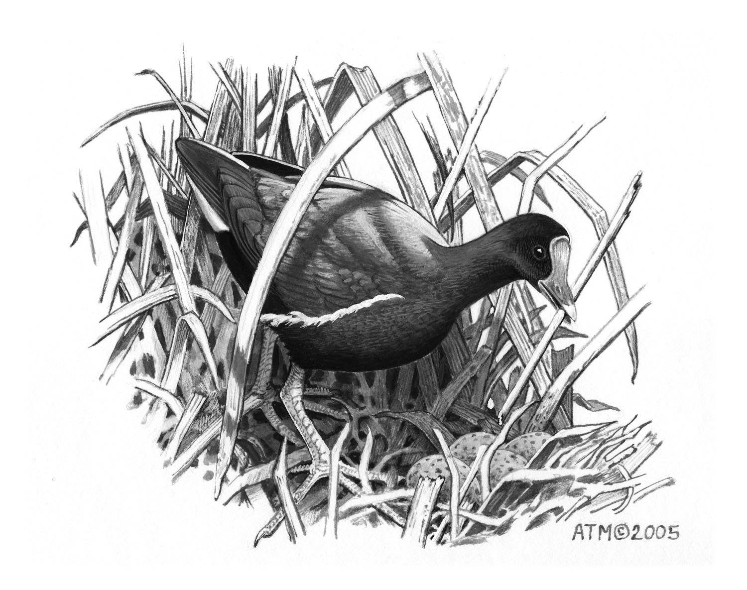 Common Gallinule