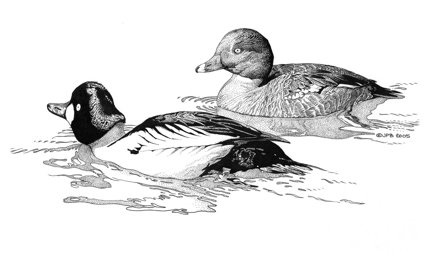 Common Goldeneye