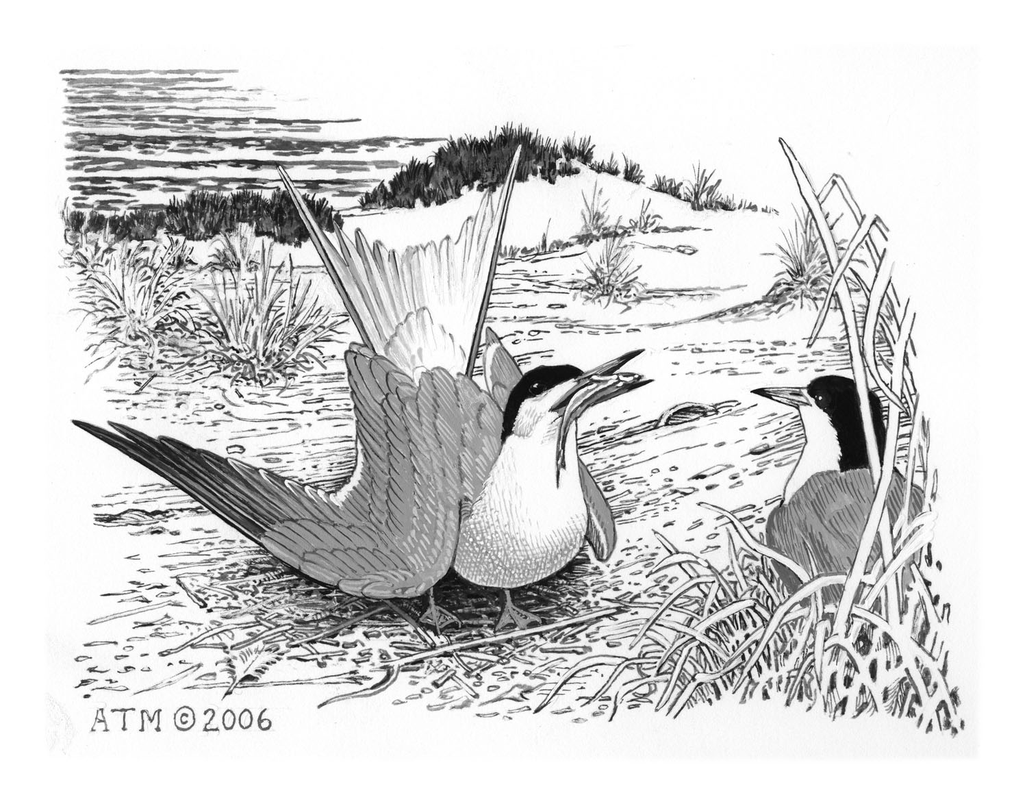 Common Tern
