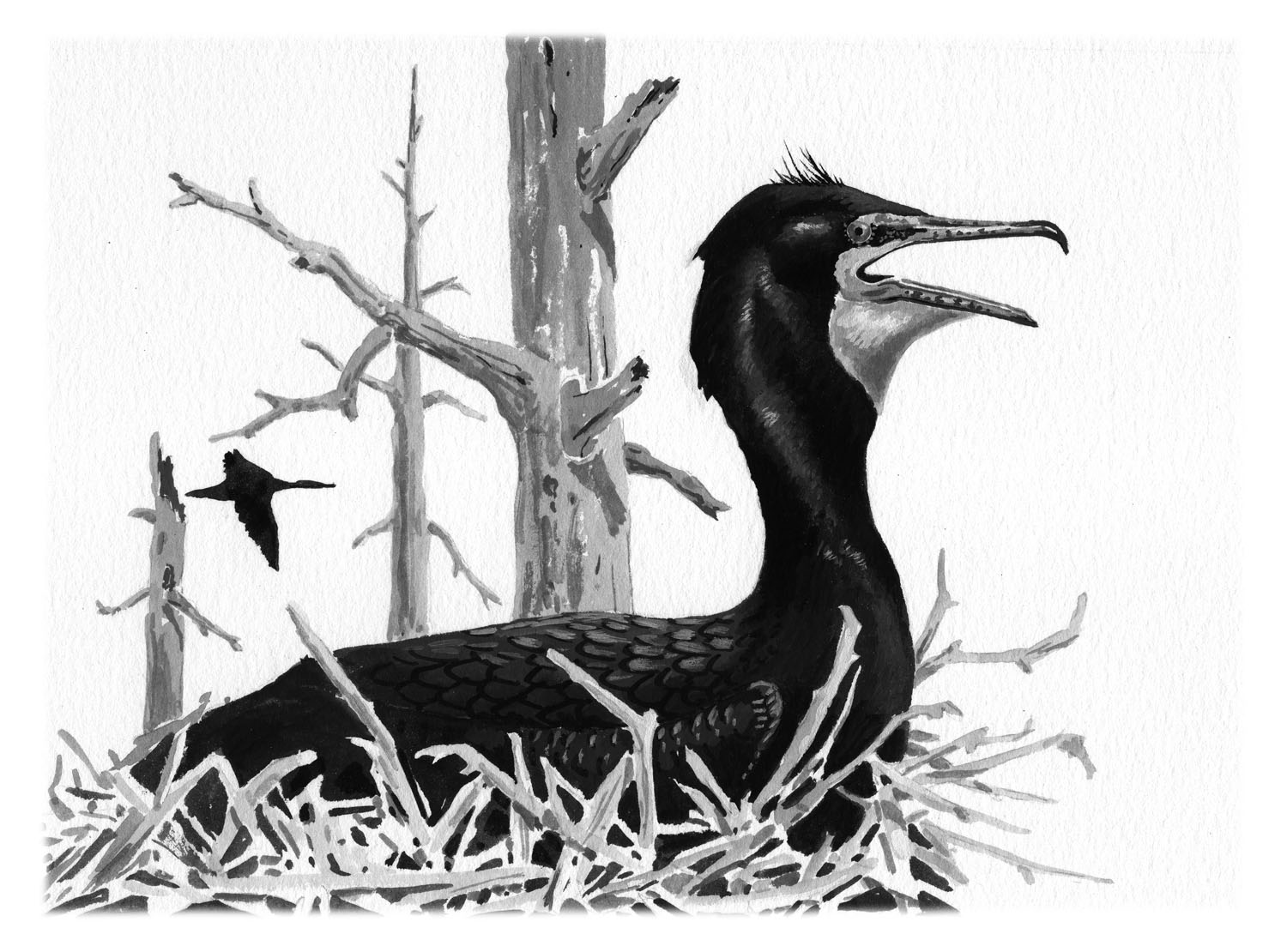 Double-crested Cormorant