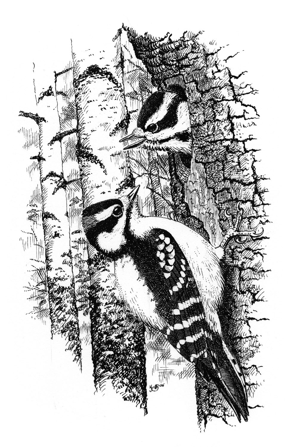 downy woodpecker