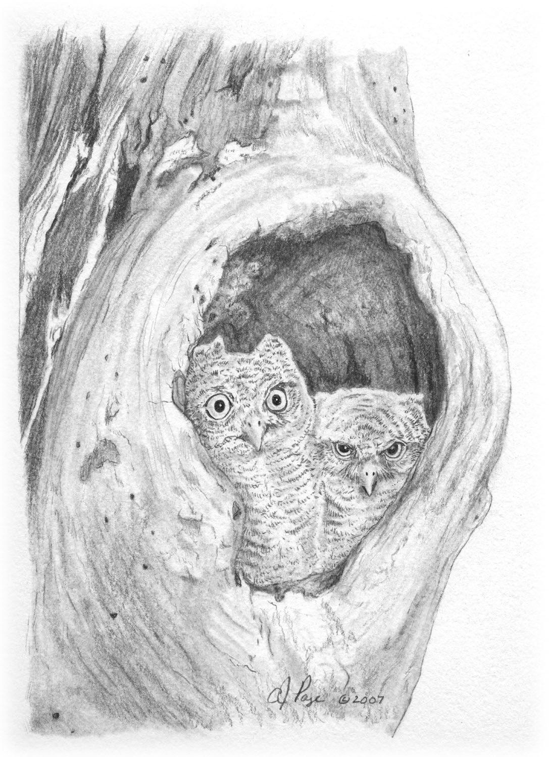 Eastern Screech-Owl
