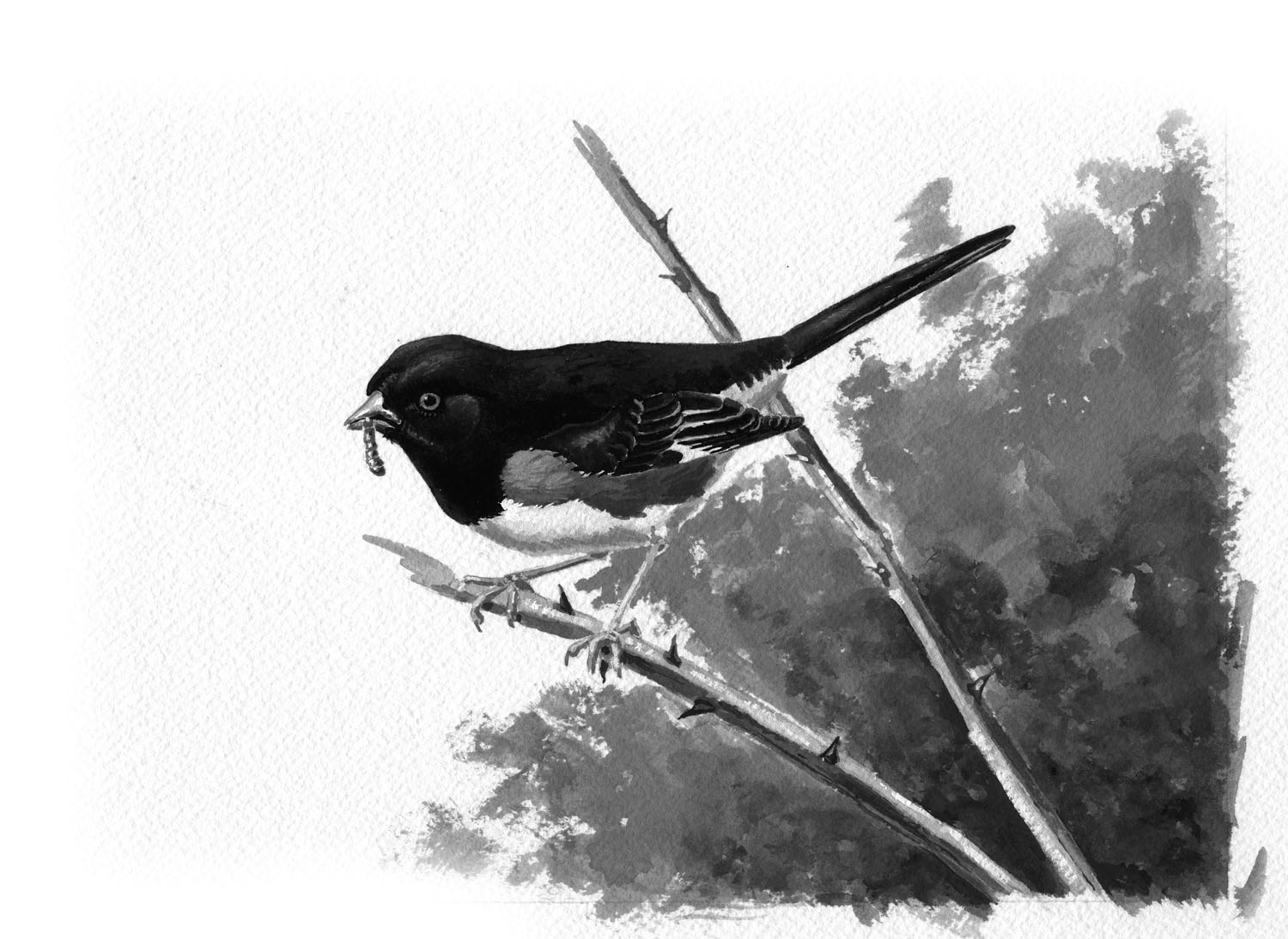 Eastern Towhee