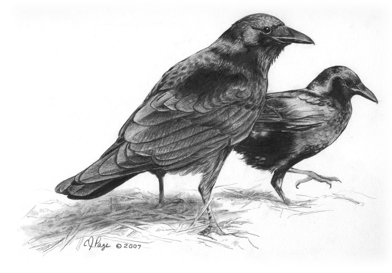 Fish Crow