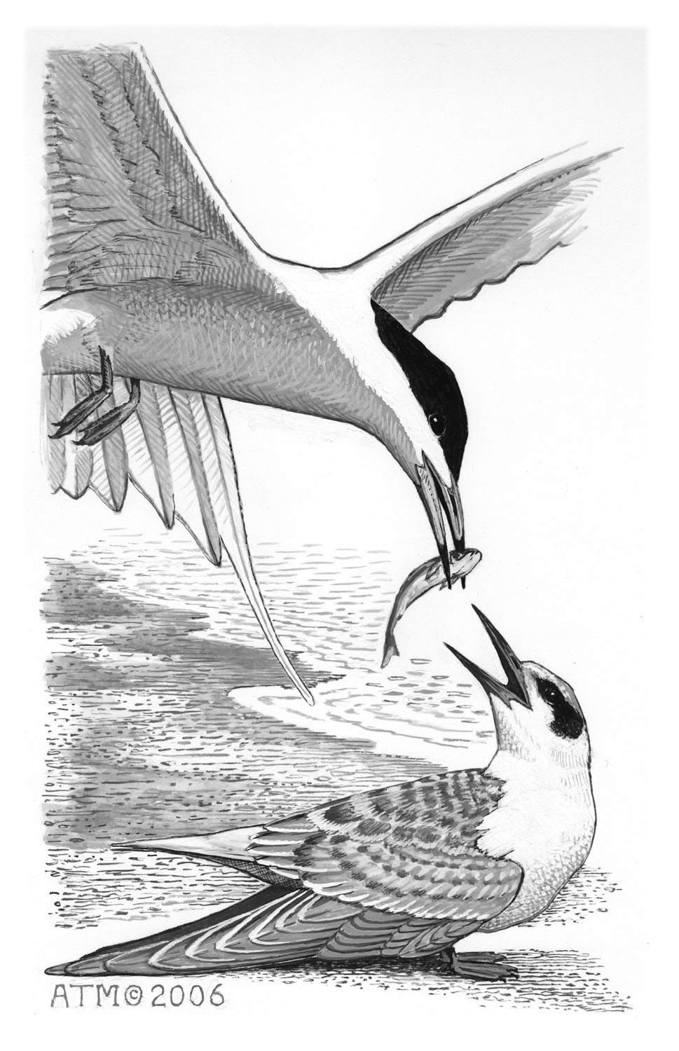 Forster's Tern