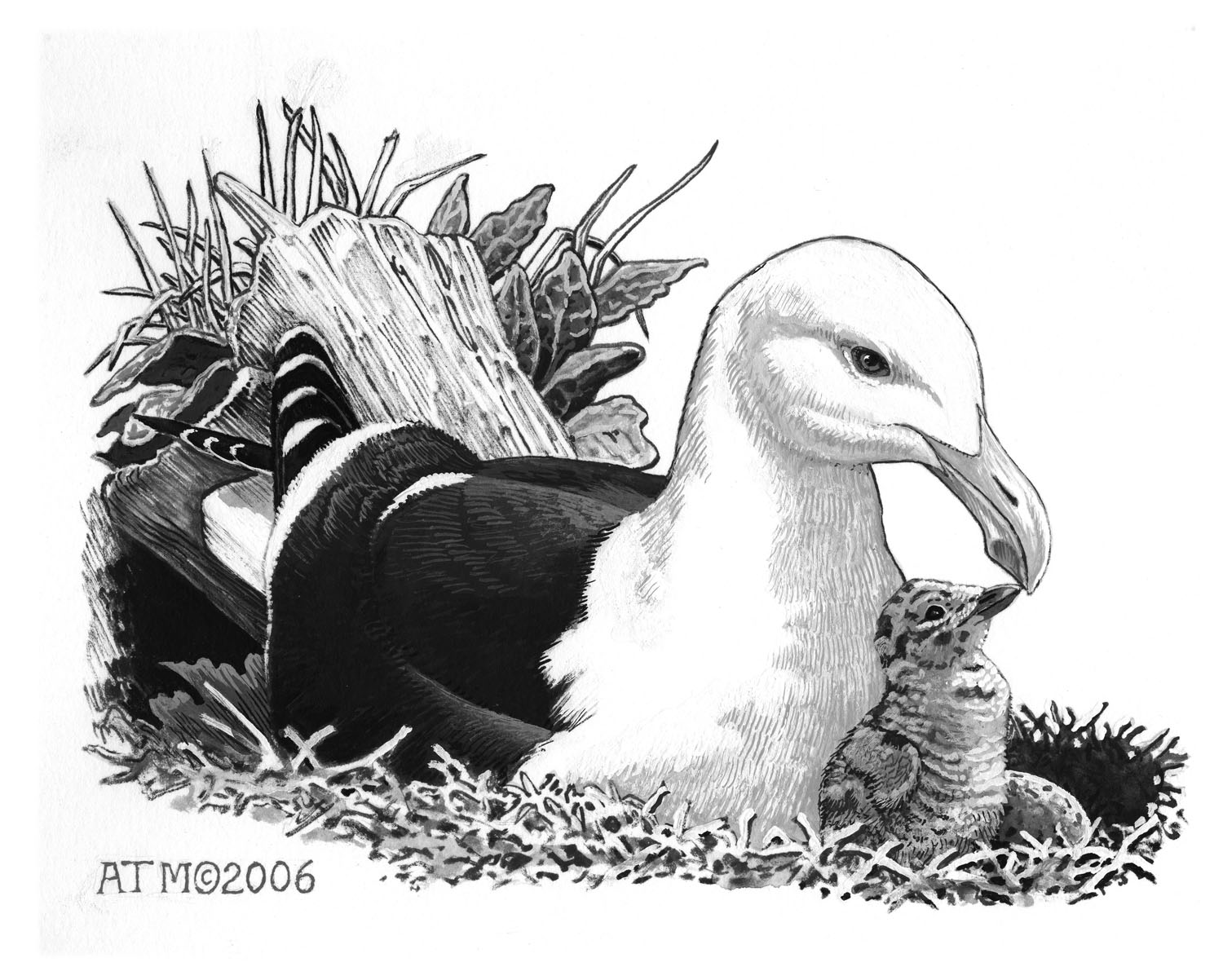 Great Black-backed Gull