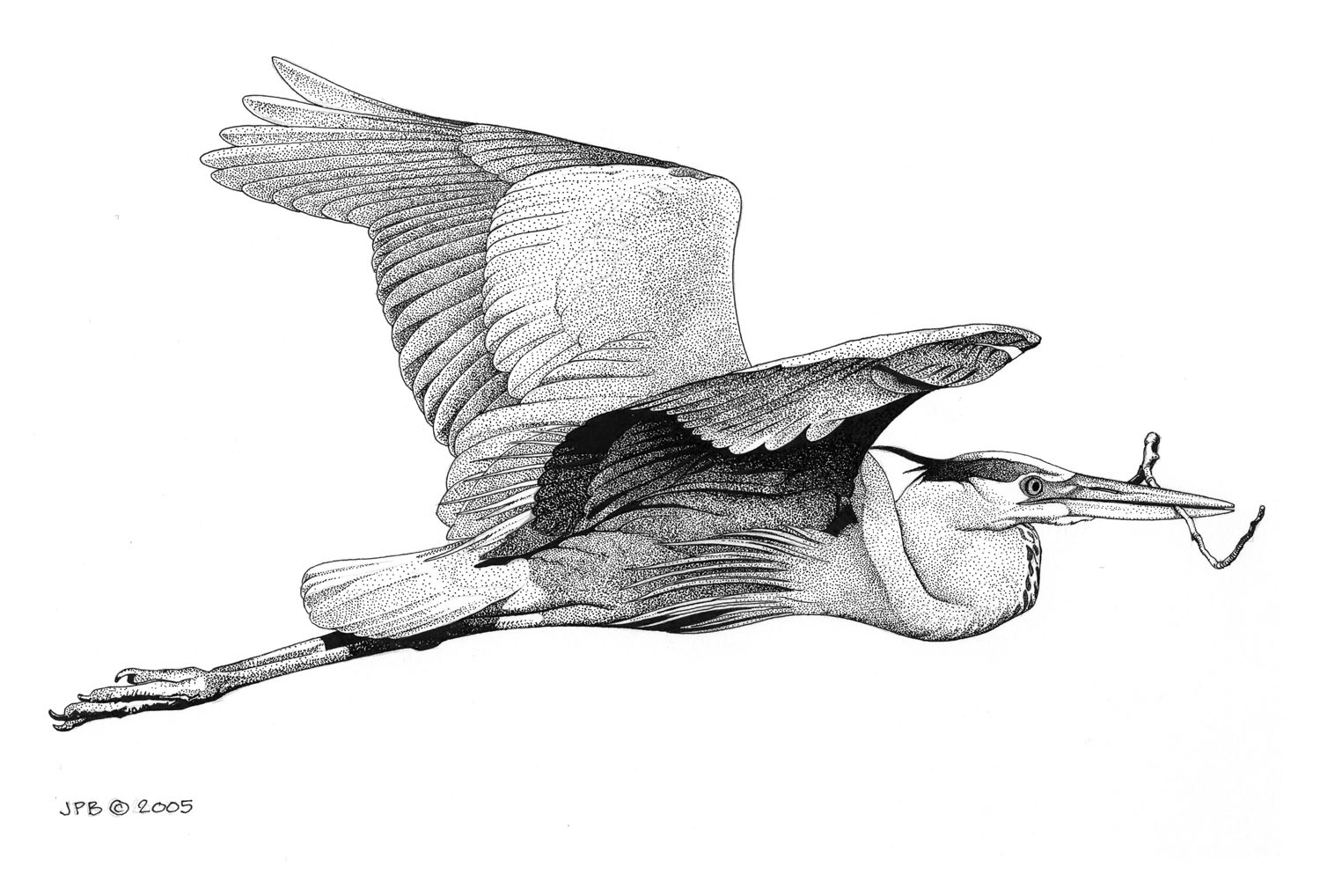 Great Blue Heron