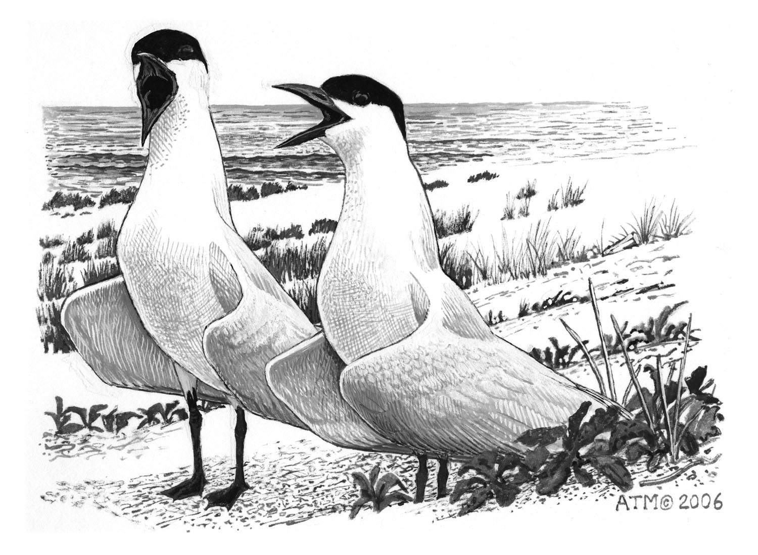 Gull-billed Tern