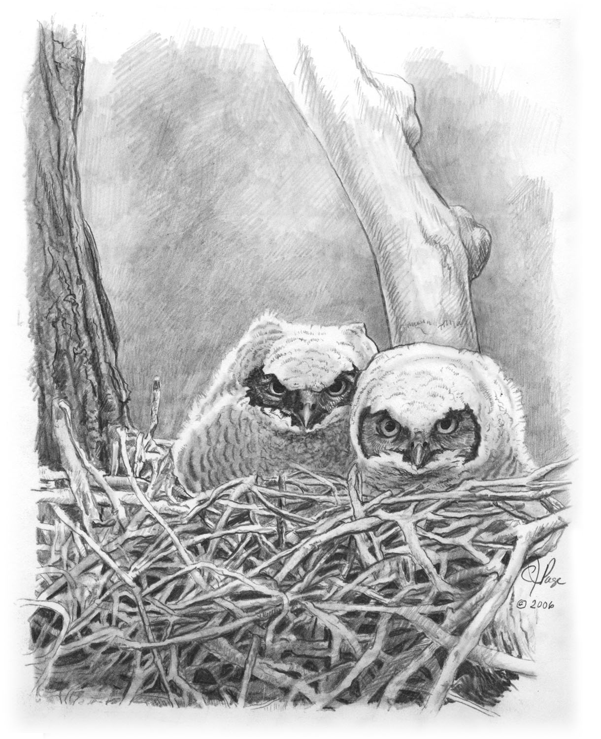 Great Horned Owl