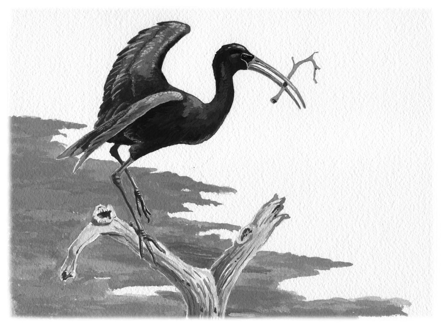 Glossy Ibis