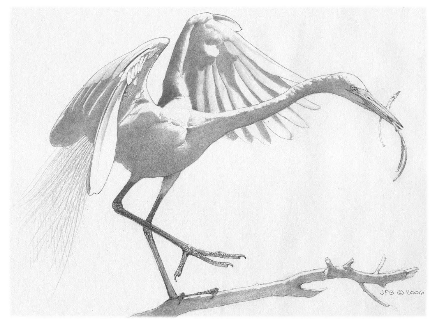 Great Egret