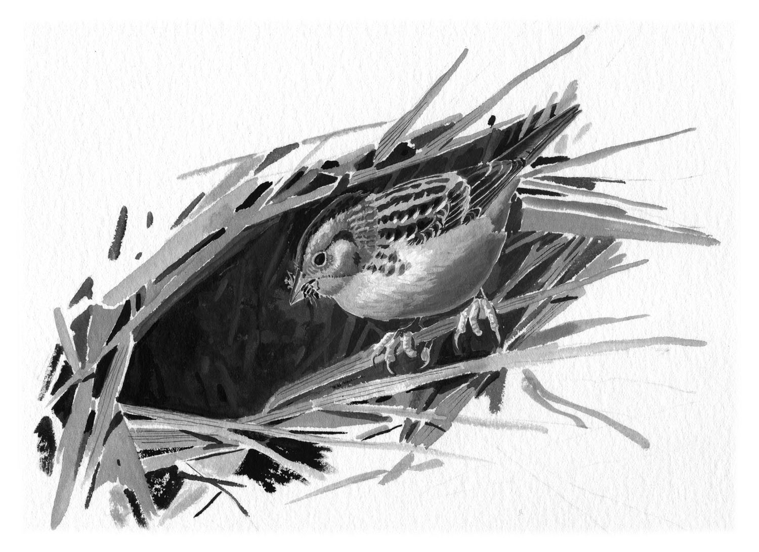 Grasshopper Sparrow