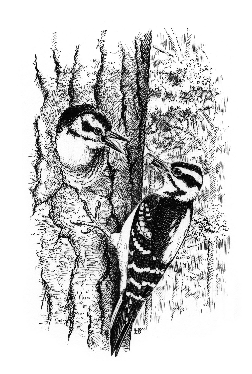 hairy woodpecker