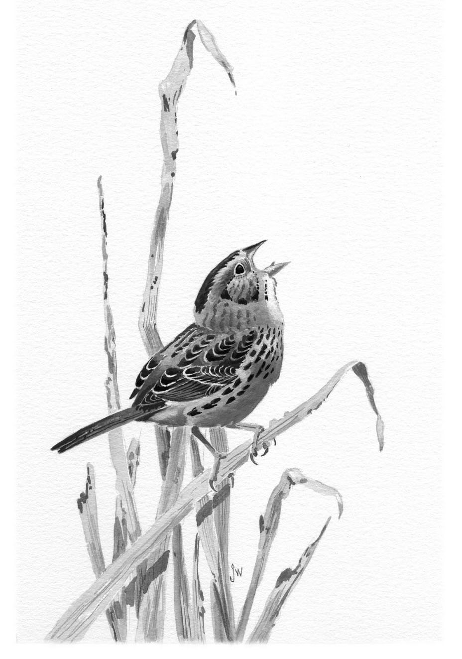 Henslow's Sparrow