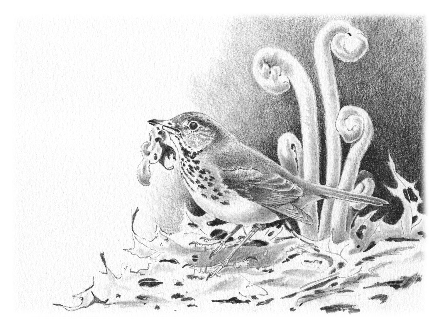 hermit thrush
