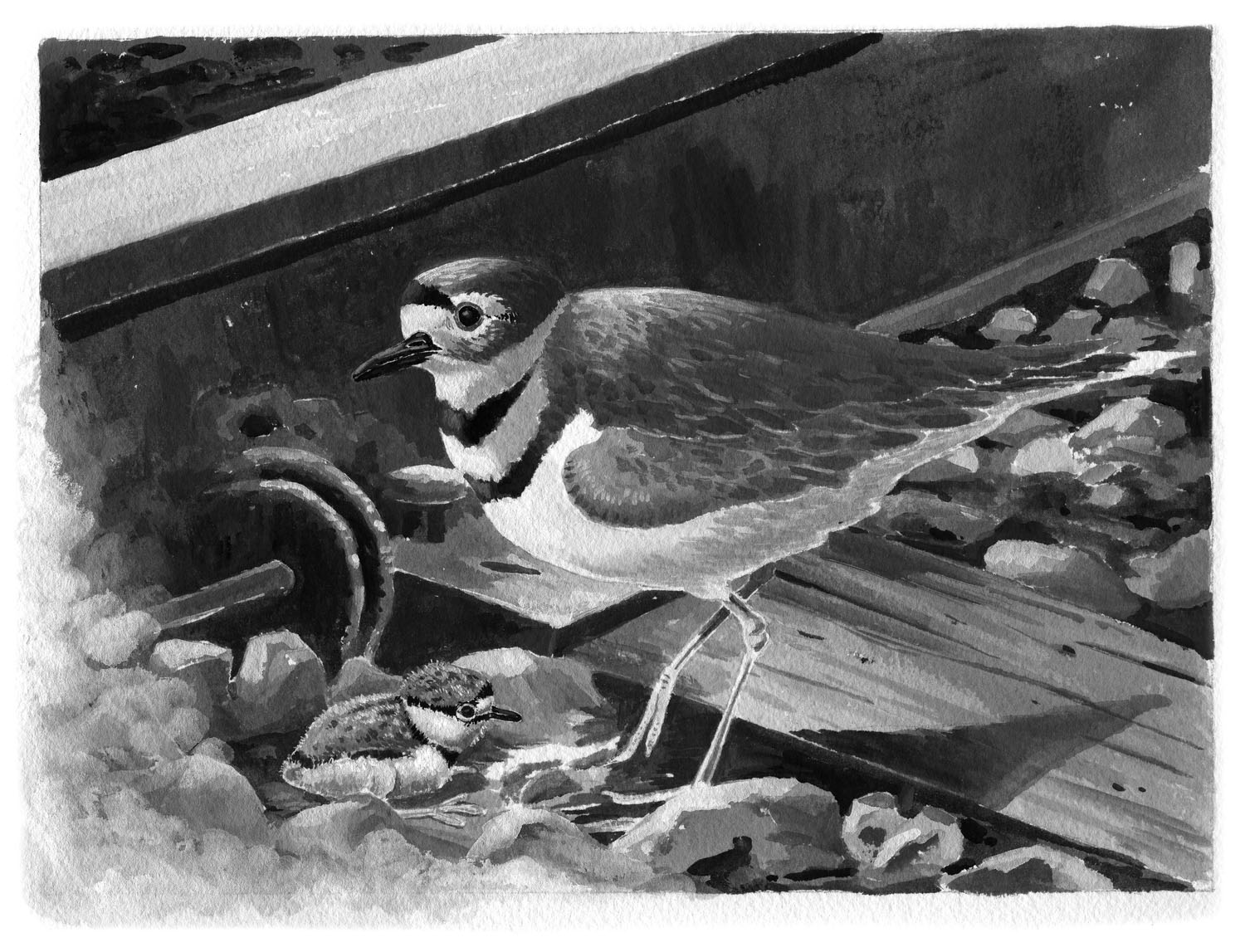 killdeer
