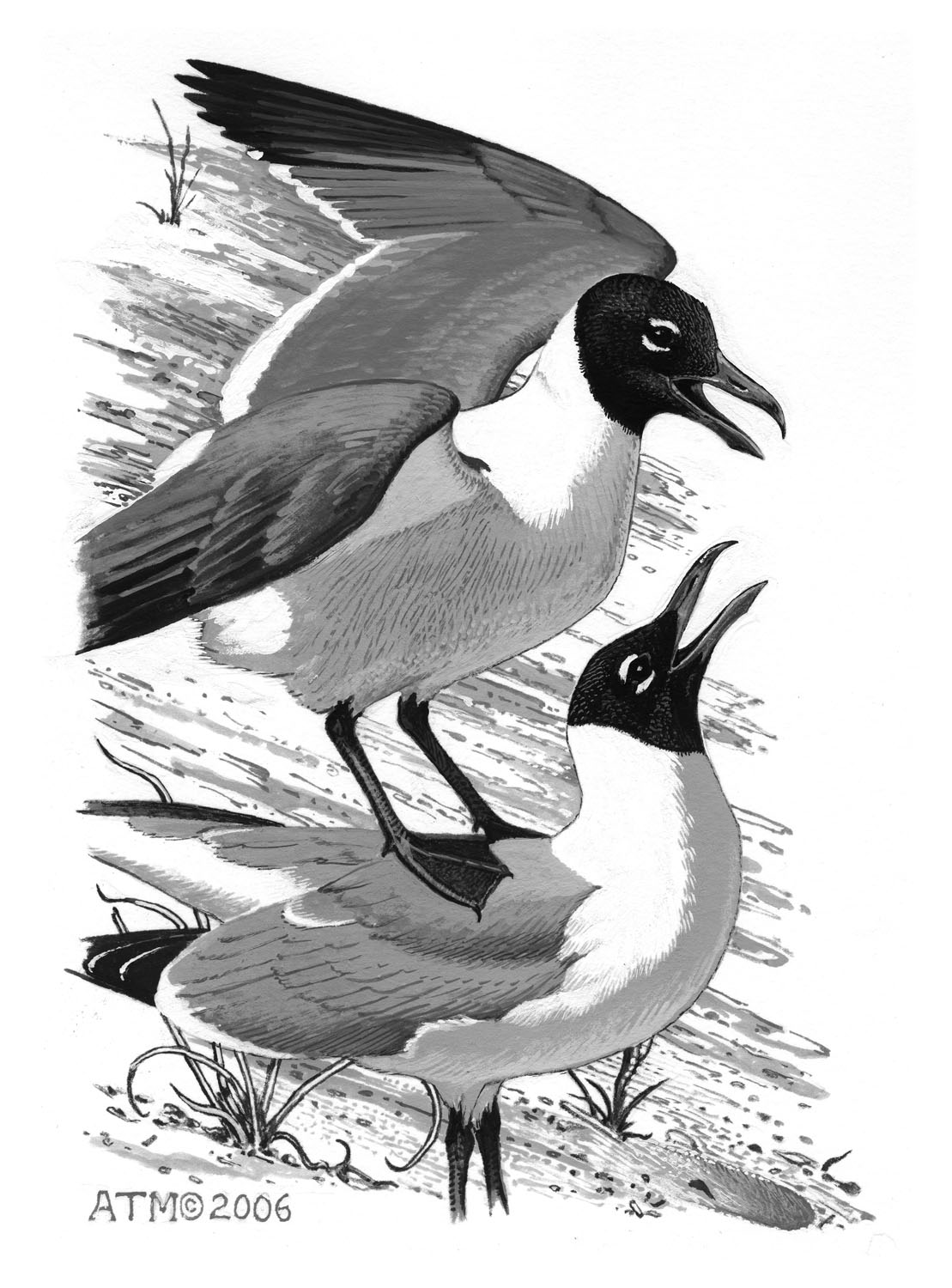 Laughing Gull