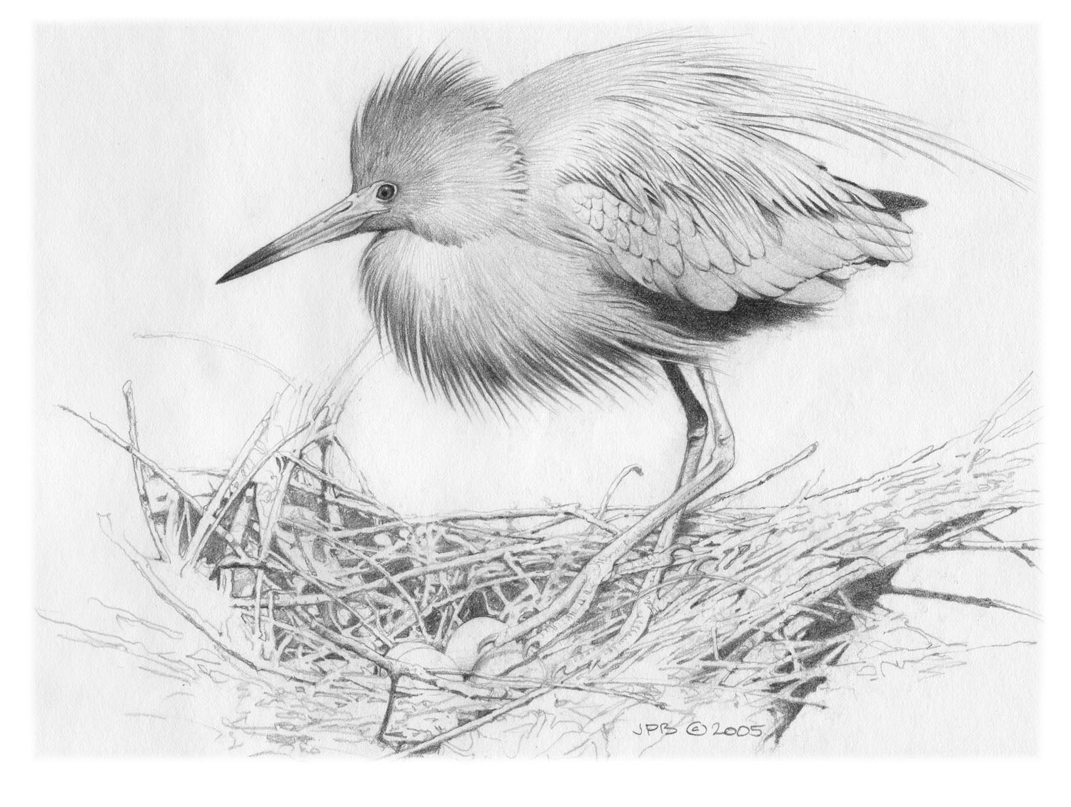 Little Blue Heron