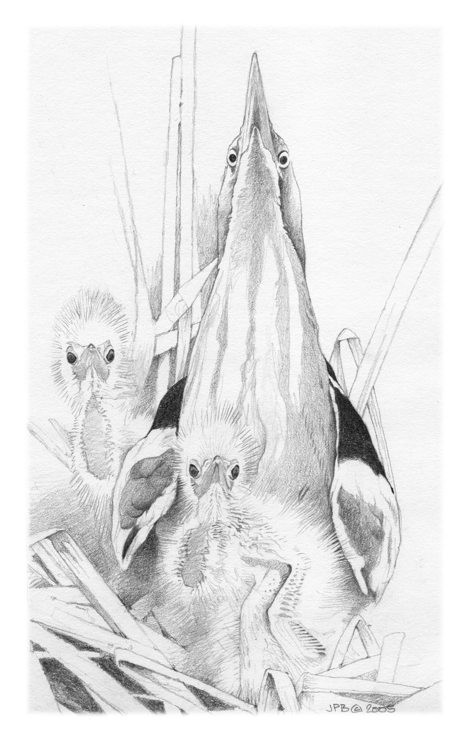 Least Bittern