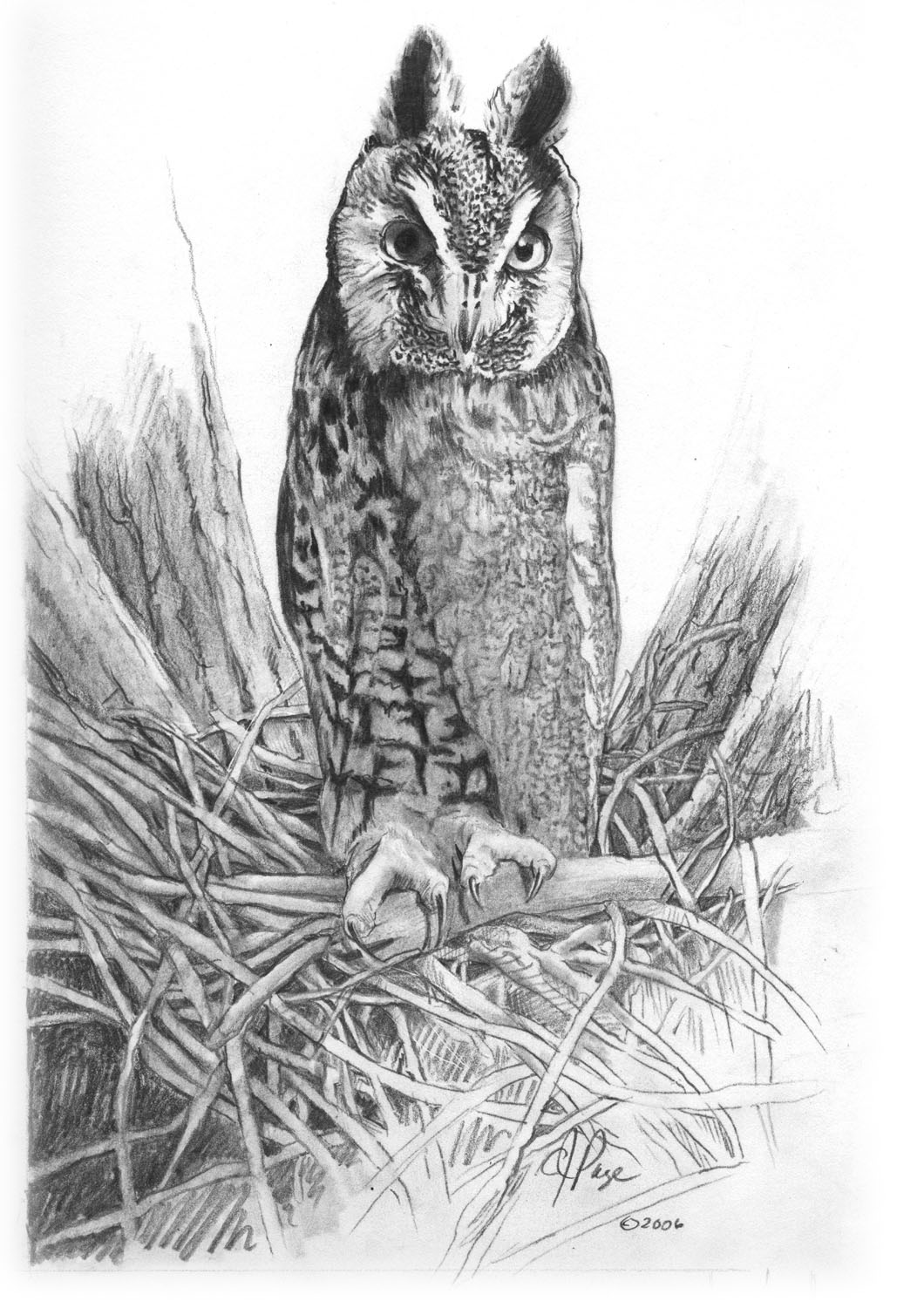 Long-eared Owl