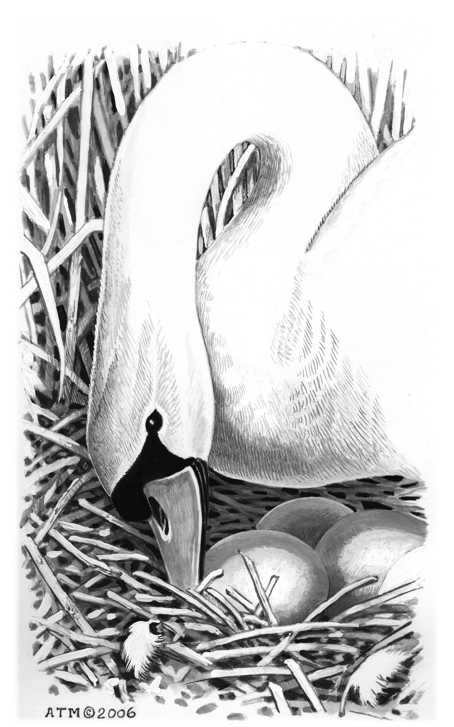 Mute Swan