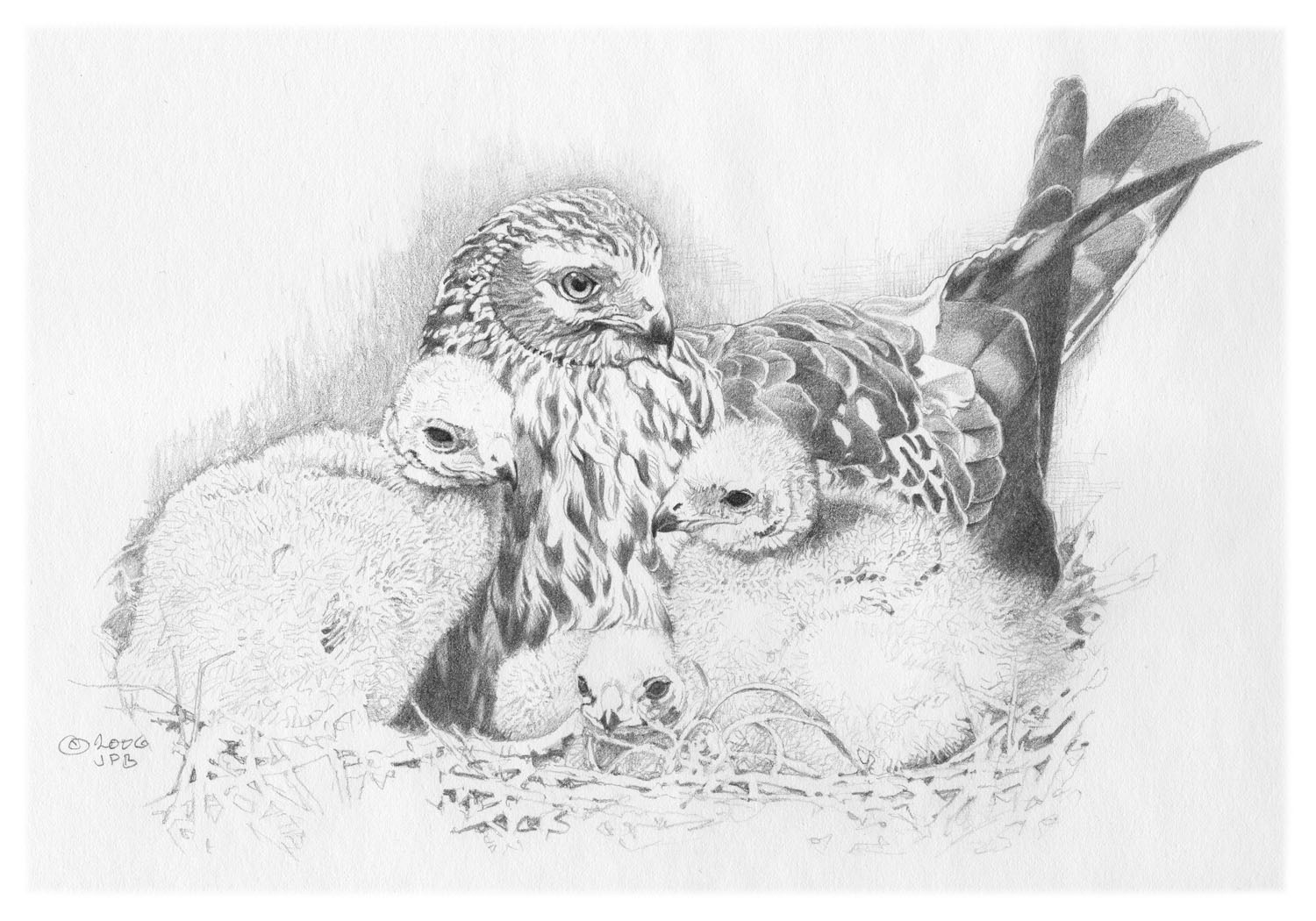 Northern Harrier