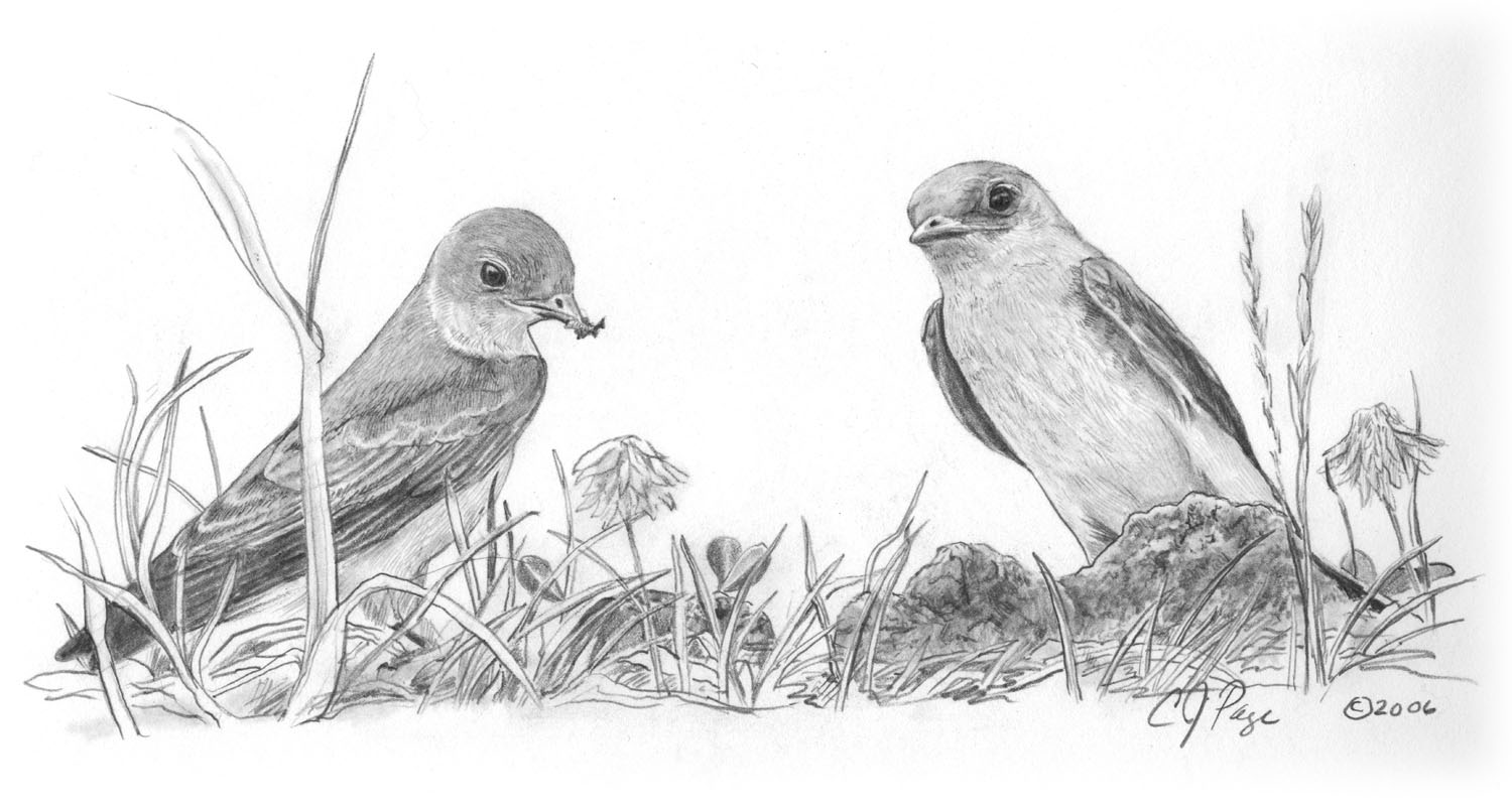 Northern Rough-winged Swallow