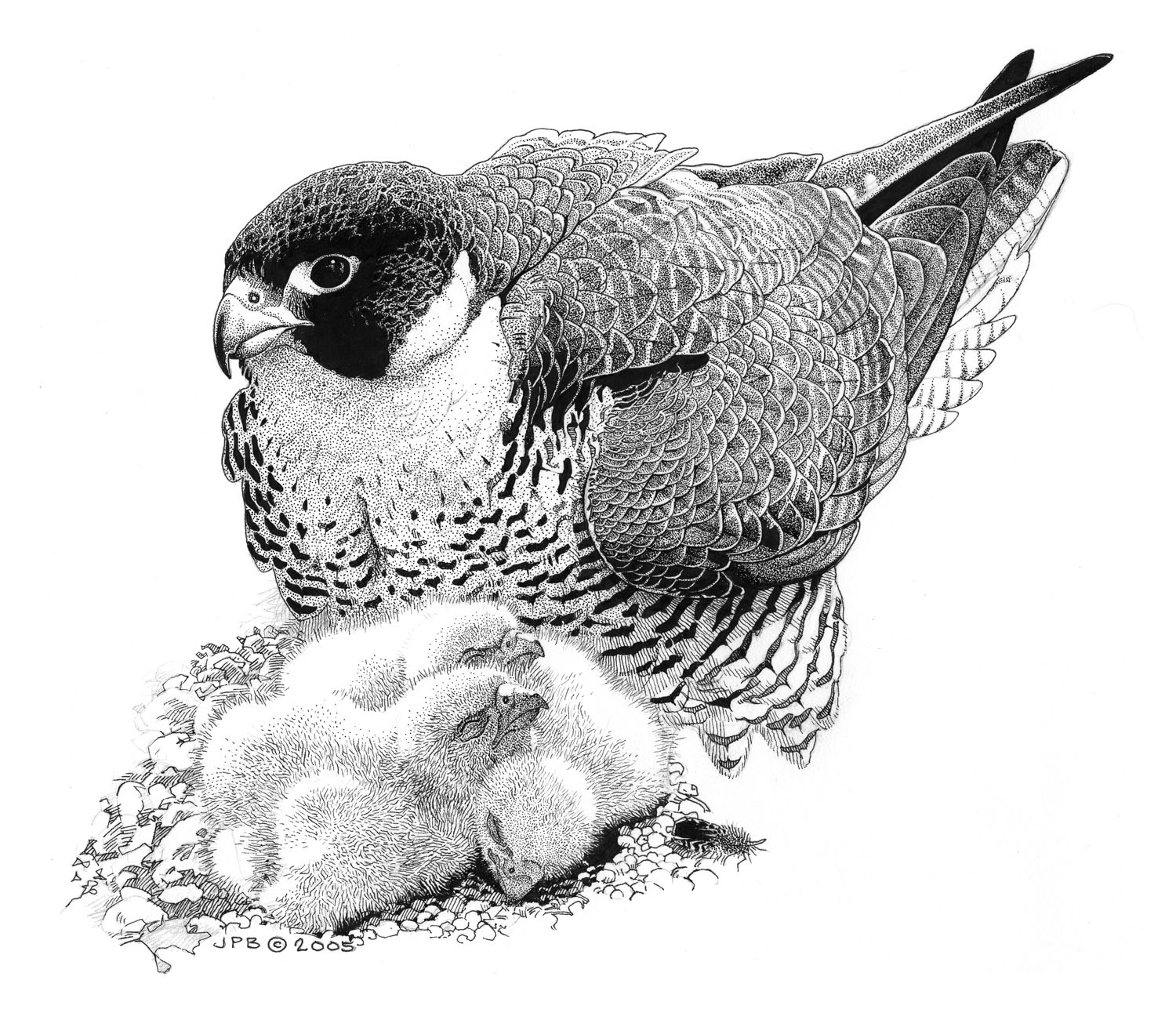 Peregrine Falcon