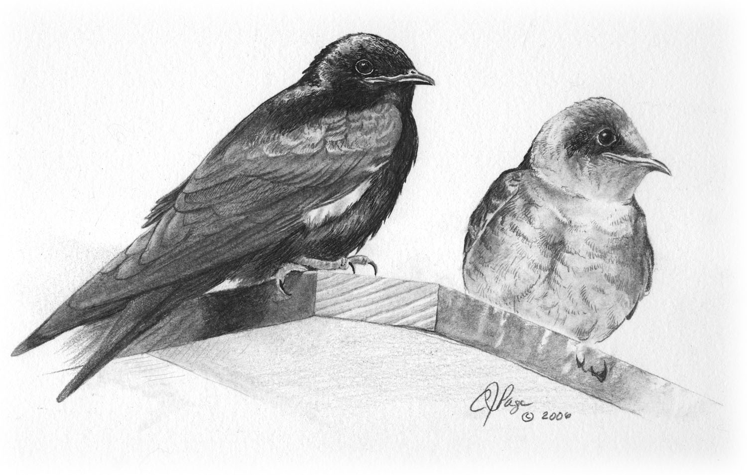 Purple Martin