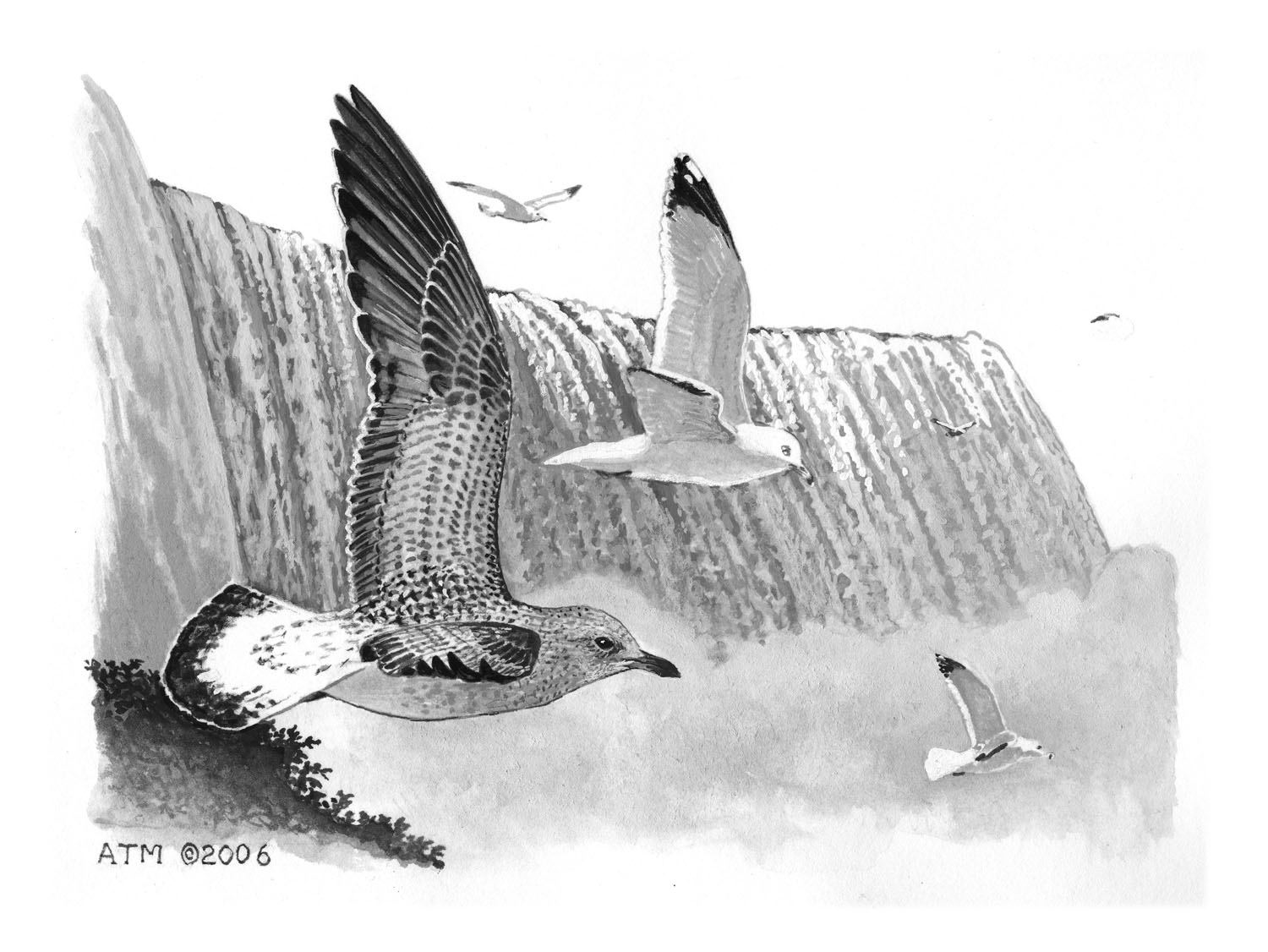 Ring-billed Gull