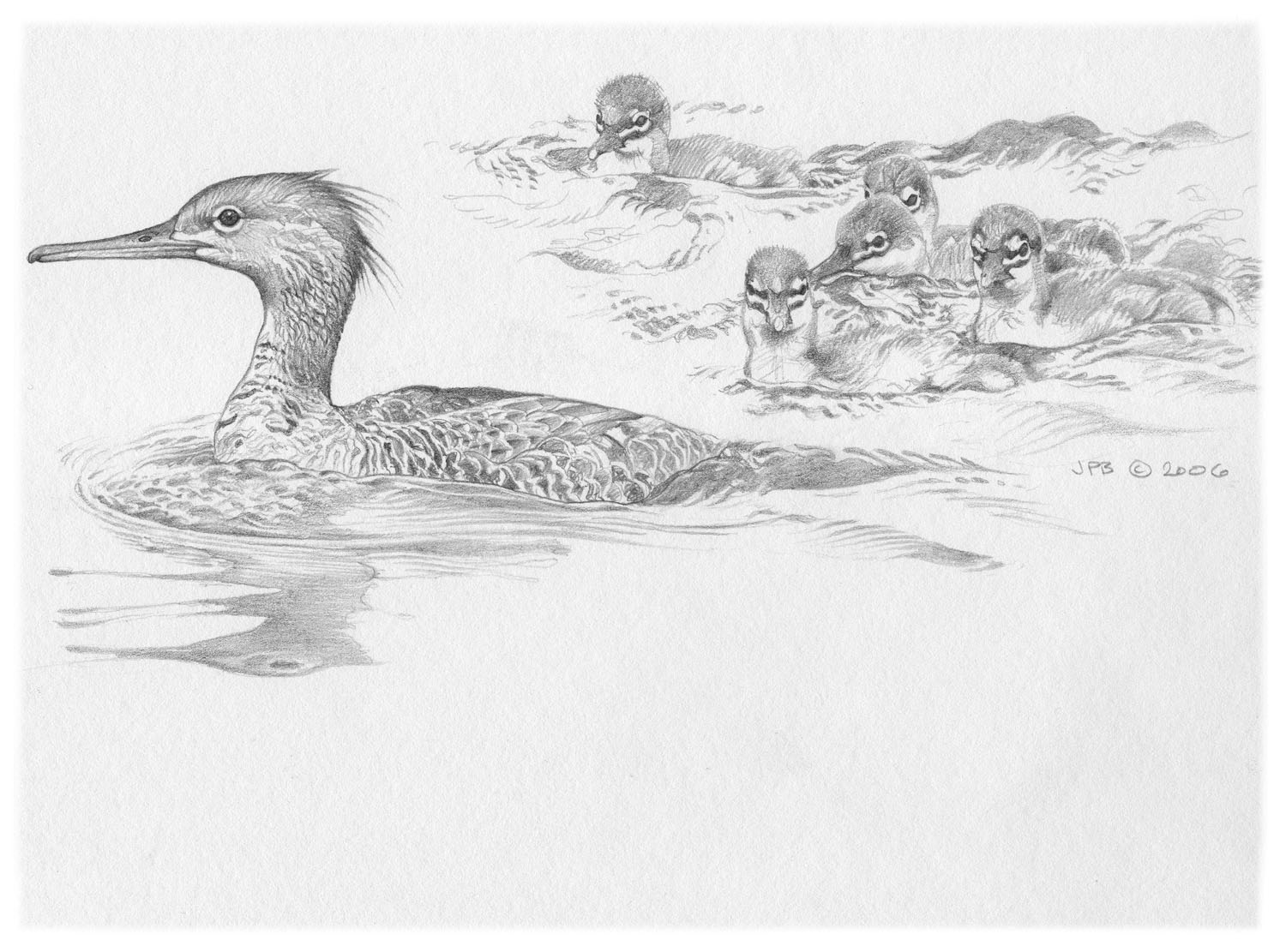 Red-breasted Merganser