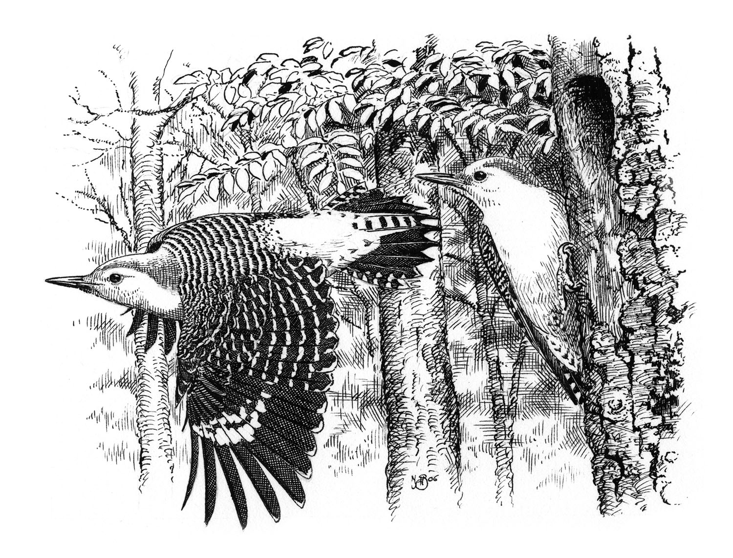 red-bellied woodpecker